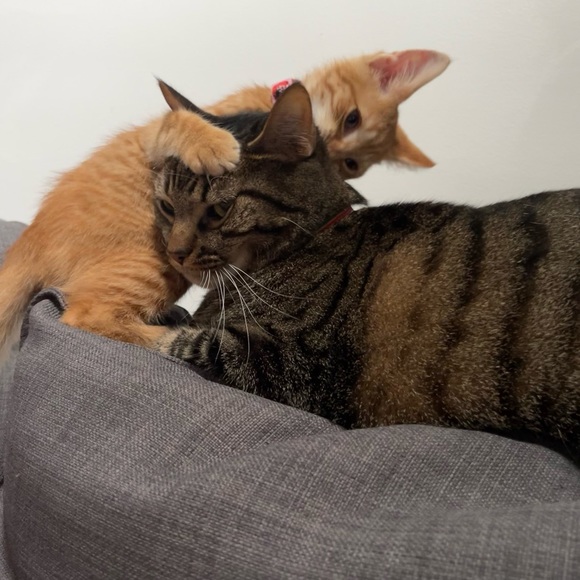 Meet your Posher, Jess - Picture 11 of 16